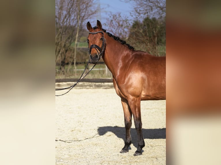 Pony tedesco Giumenta 7 Anni 155 cm Baio chiaro in Dortmund