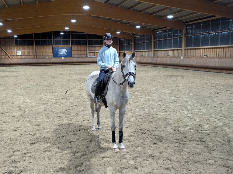 Pony tedesco Mix Giumenta 7 Anni 155 cm Grigio in Oranienbaum-W&#xF6;rlitz