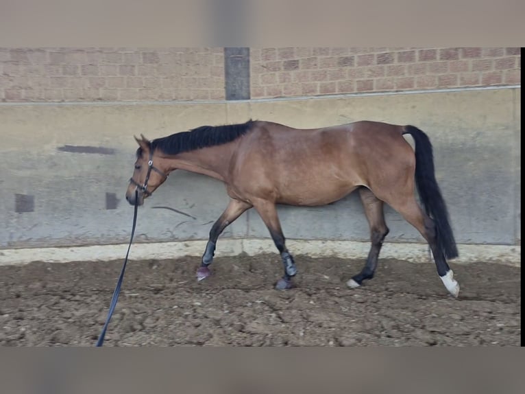 Pony tedesco Giumenta 7 Anni 158 cm Baio in Leverkusen