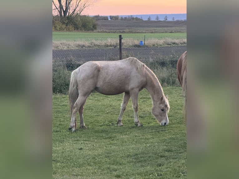 Pony tedesco Giumenta 7 Anni Palomino in Wanzleben