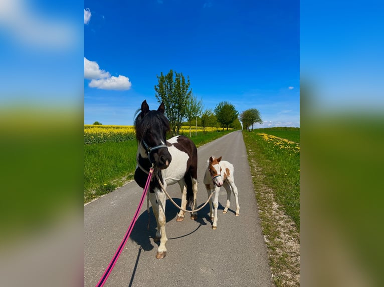 Pony tedesco Giumenta 7 Anni Pezzato in Kaltohmfeld