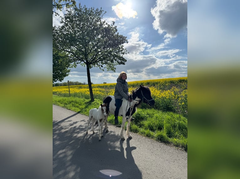 Pony tedesco Giumenta 7 Anni Pezzato in Kaltohmfeld