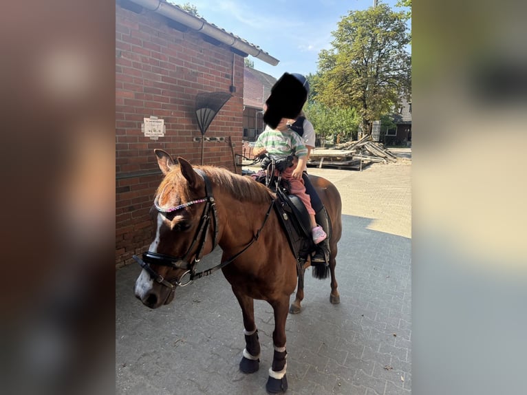 Pony tedesco Mix Giumenta 8 Anni 132 cm Sauro in Gütersloh