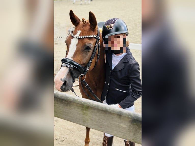 Pony tedesco Giumenta 8 Anni 134 cm Sauro scuro in Osterholz-Scharmbeck