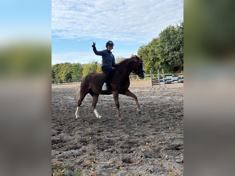 Pony tedesco Giumenta 8 Anni 134 cm Sauro scuro in Osterholz-Scharmbeck