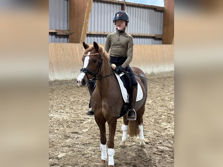 Pony tedesco Giumenta 8 Anni 134 cm Sauro scuro in Osterholz-Scharmbeck