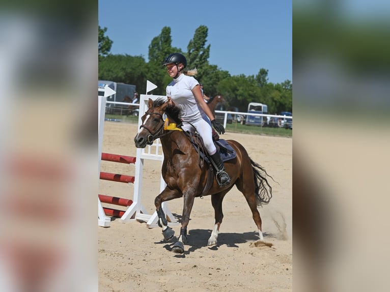 Pony tedesco Giumenta 8 Anni 136 cm Sauro scuro in Gössitz
