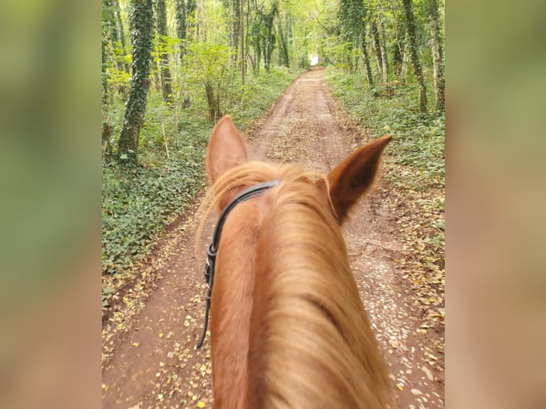 Pony tedesco Giumenta 8 Anni 140 cm Sauro in Herzebrock-Clarholz