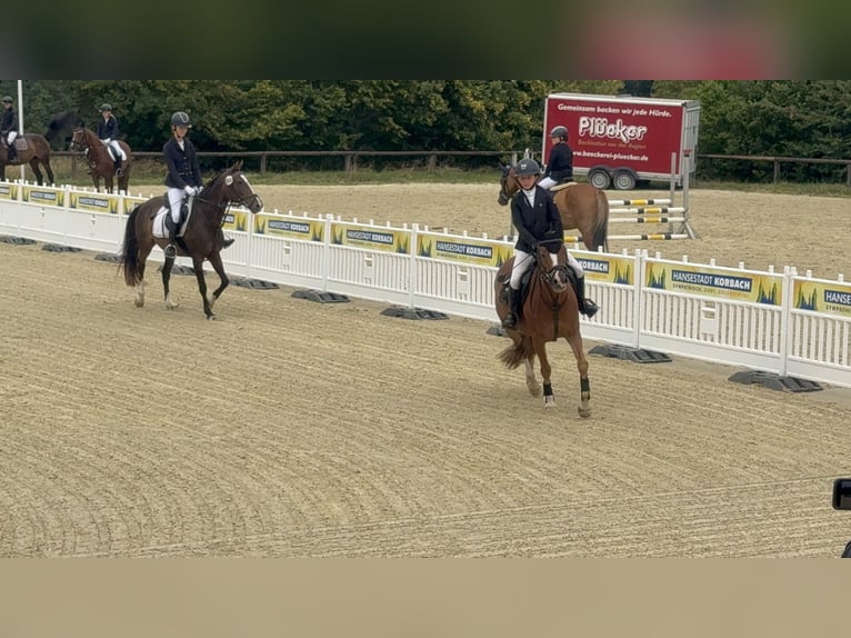 Pony tedesco Giumenta 8 Anni 140 cm Sauro in Brilon