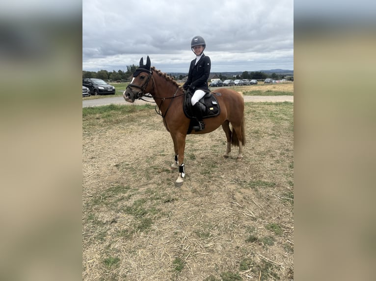 Pony tedesco Giumenta 8 Anni 140 cm Sauro in Brilon