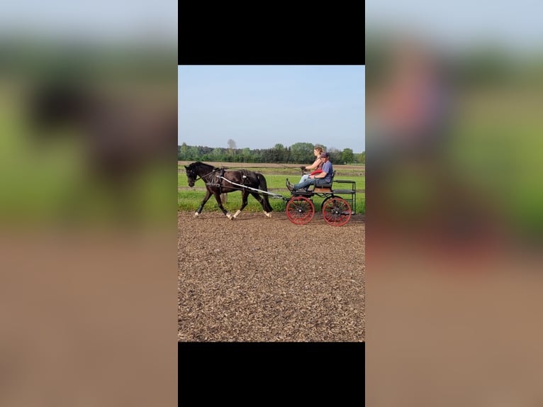 Pony tedesco Giumenta 8 Anni 141 cm Baio nero in Harsewinkel