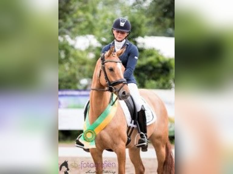 Pony tedesco Giumenta 8 Anni 141 cm Sauro scuro in Neckargemünd