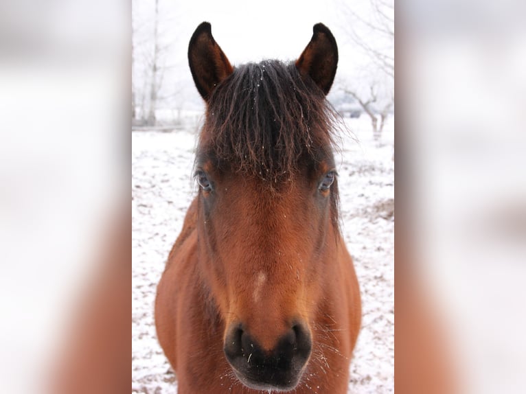 Pony tedesco Giumenta 8 Anni 142 cm Baio in Löwenberger Land