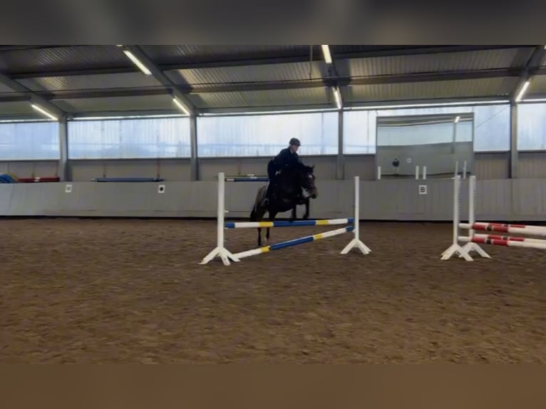 Pony tedesco Giumenta 8 Anni 143 cm Baio in Hessisch Oldendorf