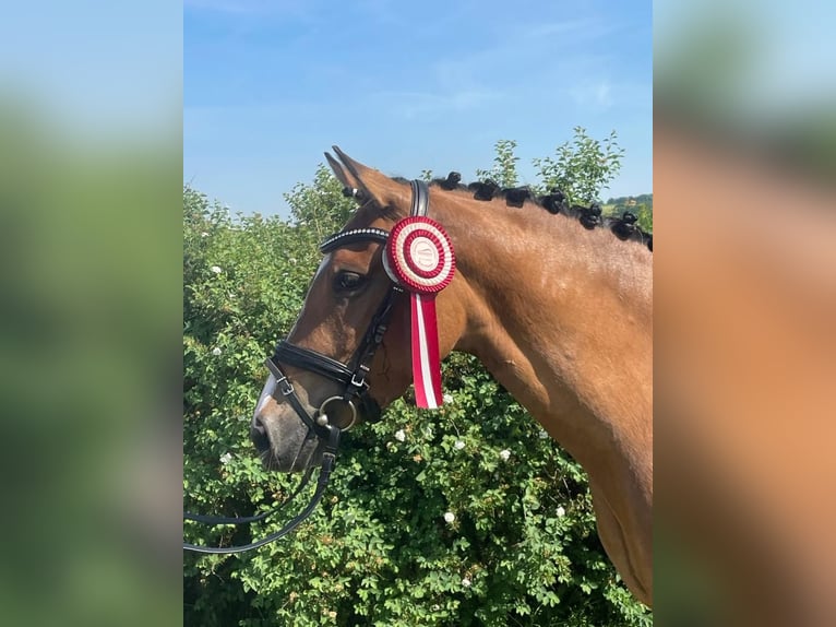 Pony tedesco Giumenta 8 Anni 144 cm Falbo in Ilmenau