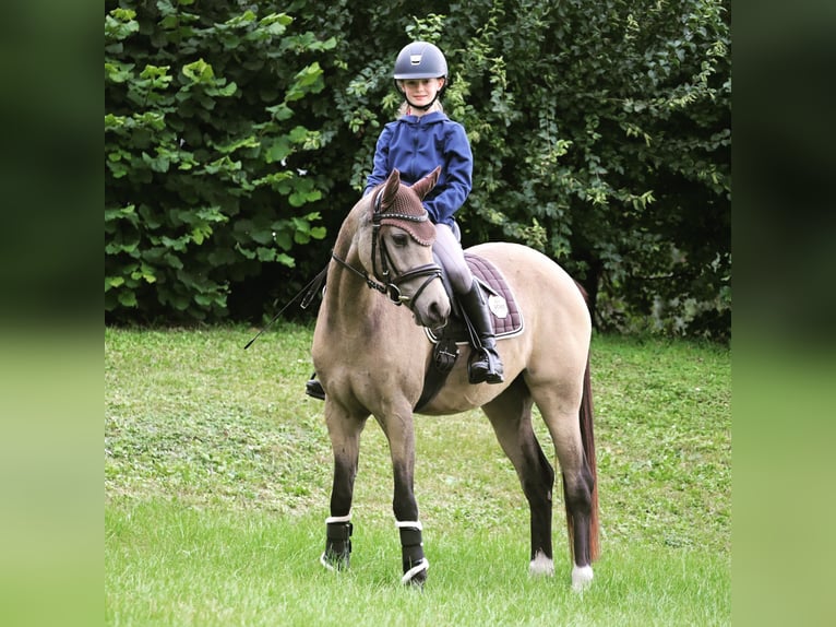 Pony tedesco Giumenta 8 Anni 144 cm Falbo in Schwabenheim