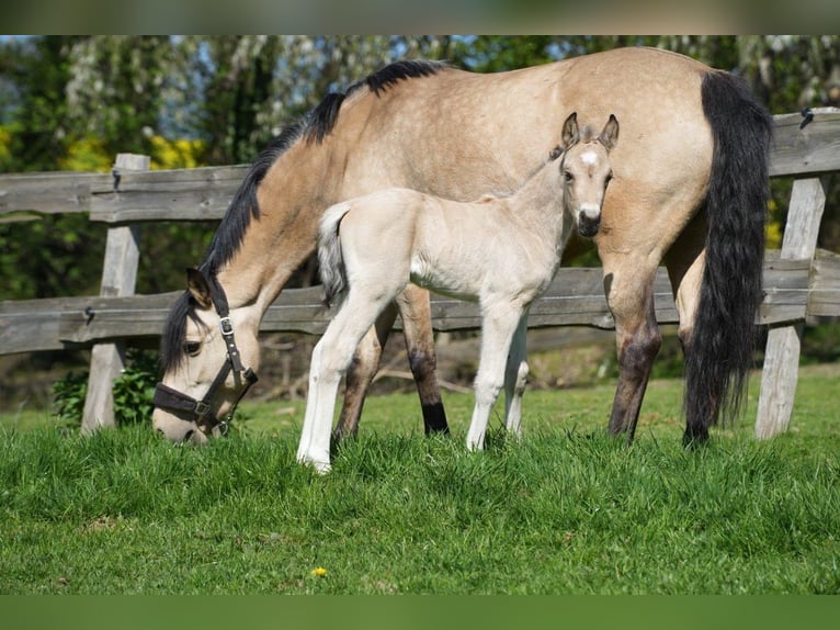 Pony tedesco Giumenta 8 Anni 144 cm Falbo in Herford