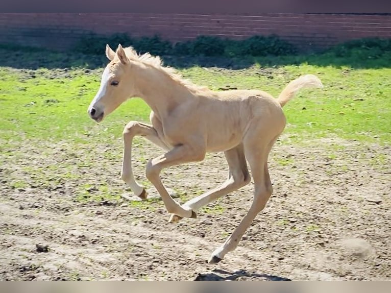 Pony tedesco Giumenta 8 Anni 144 cm Red dun in Ankum