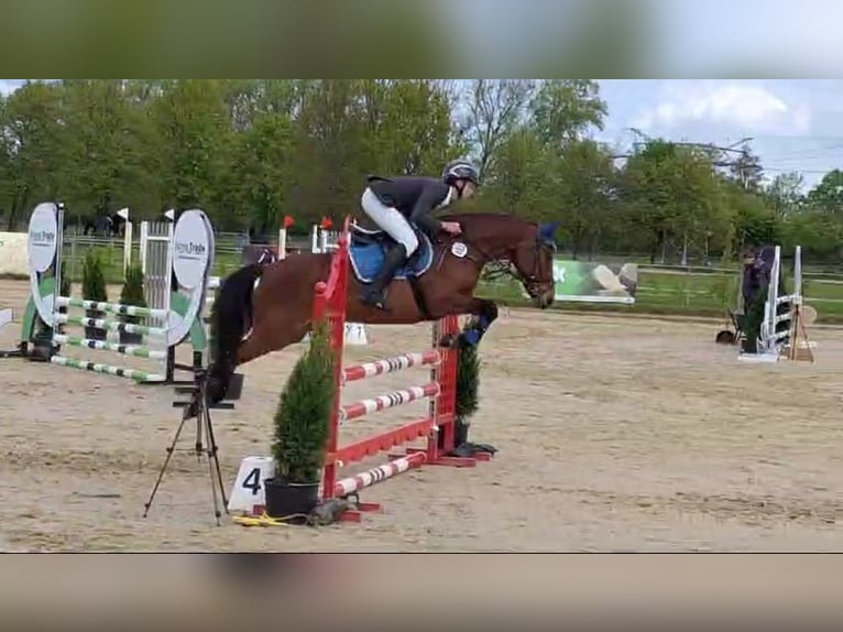 Pony tedesco Giumenta 8 Anni 145 cm Baio in Neustadt/Dosse