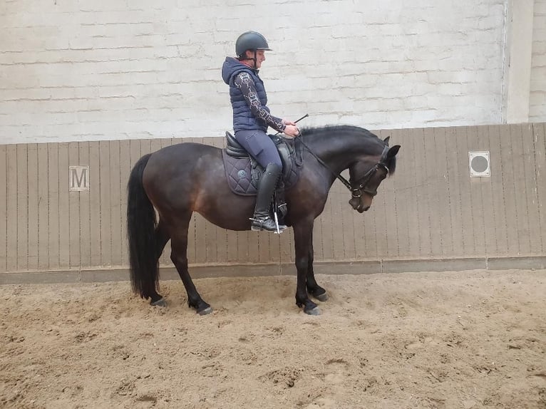 Pony tedesco Giumenta 8 Anni 145 cm Baio scuro in Norderstedt