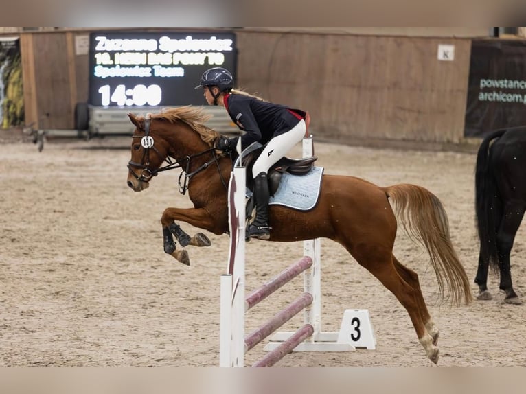 Pony tedesco Giumenta 8 Anni 145 cm Sauro in Lędziny
