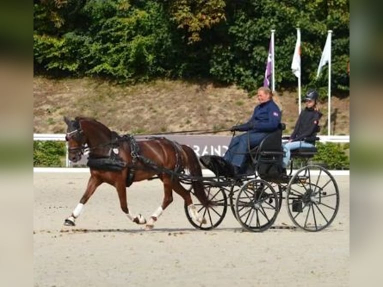 Pony tedesco Giumenta 8 Anni 145 cm Sauro scuro in Süderlügum