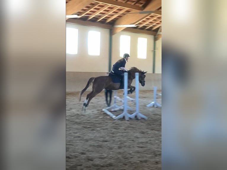 Pony tedesco Giumenta 8 Anni 145 cm Sauro scuro in Litzendorf