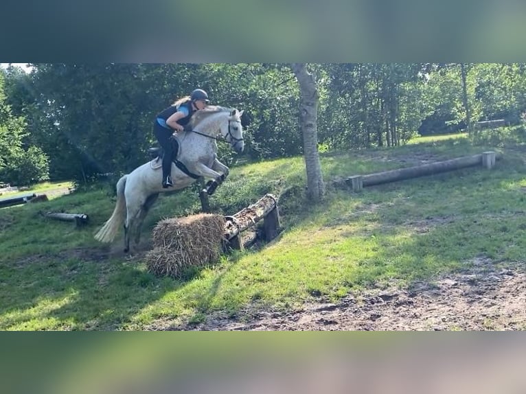 Pony tedesco Giumenta 8 Anni 146 cm Grigio trotinato in leck
