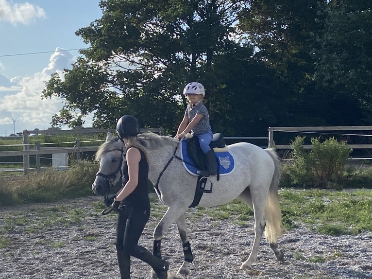 Pony tedesco Giumenta 8 Anni 146 cm Grigio trotinato in Neukirchen