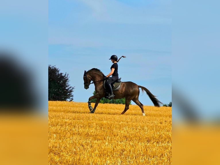 Pony tedesco Giumenta 8 Anni 146 cm Sauro in Mettmann