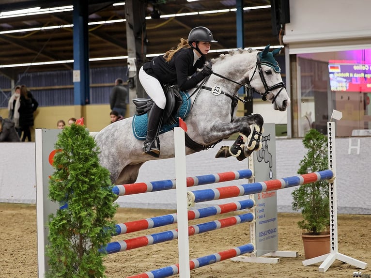 Pony tedesco Giumenta 8 Anni 147 cm Grigio in Stemwede