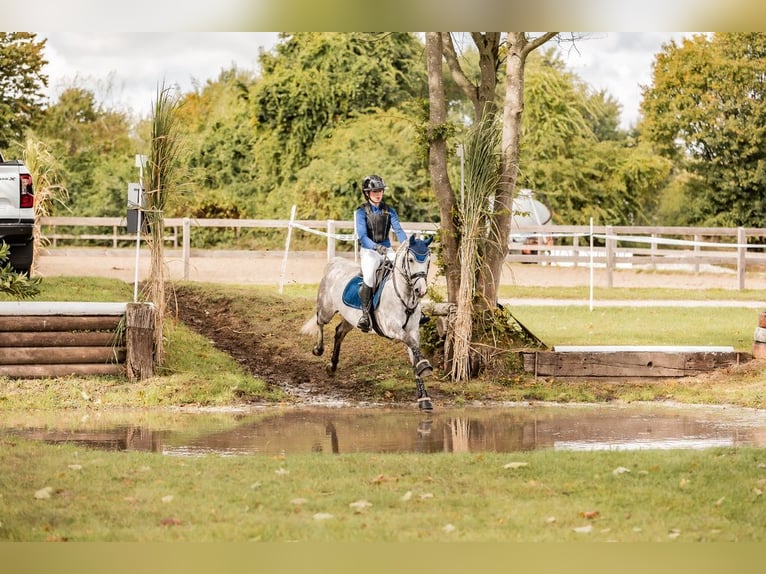 Pony tedesco Giumenta 8 Anni 147 cm Grigio in Stemwede