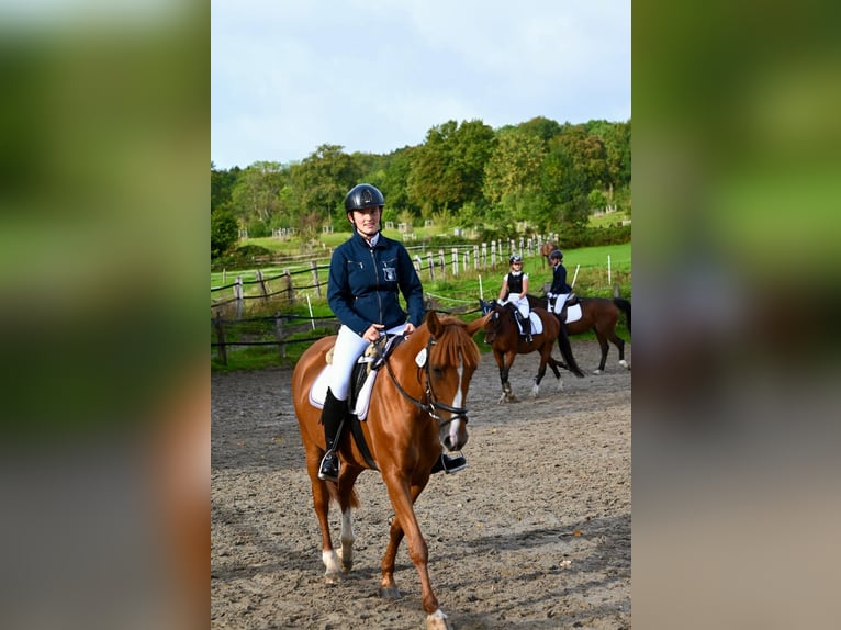 Pony tedesco Giumenta 8 Anni 147 cm Sauro in Aachen