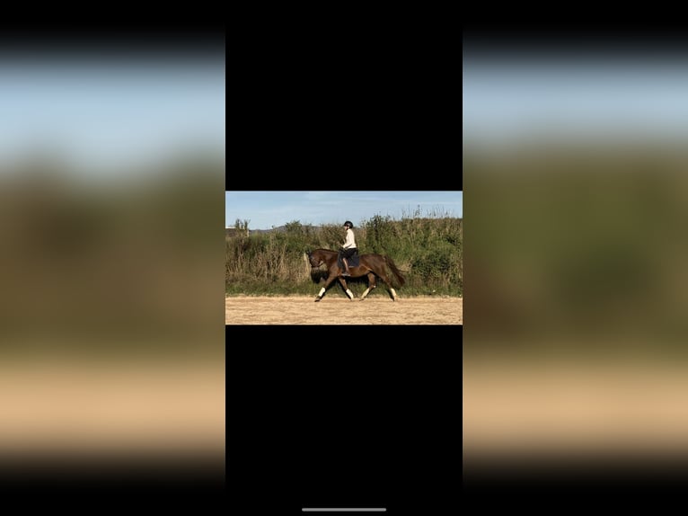 Pony tedesco Giumenta 8 Anni 147 cm Sauro in Zapfendorf