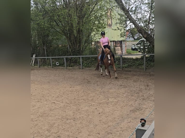 Pony tedesco Giumenta 8 Anni 147 cm Sauro in Sarzbüttel