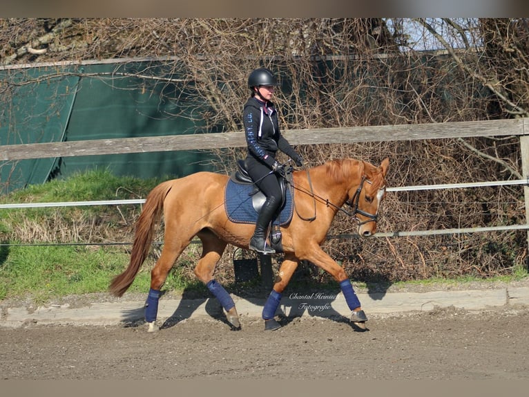 Pony tedesco Giumenta 8 Anni 147 cm Sauro in Tönisvorst Pony tedesco Giumenta 8 Anni 147 cm Sauro in Tönisvorst