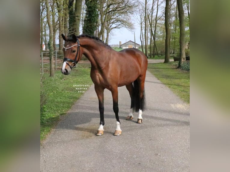 Pony tedesco Giumenta 8 Anni 148 cm Baio in Recke, bei Osnabrück