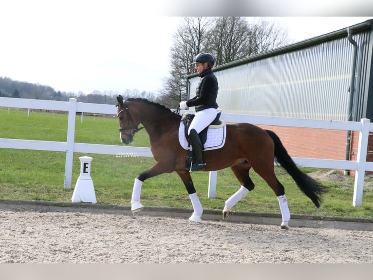 Pony tedesco Giumenta 8 Anni 148 cm Baio in Recke, bei Osnabrück