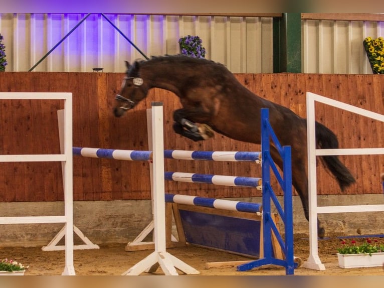 Pony tedesco Giumenta 8 Anni 148 cm Baio in Raesfeld