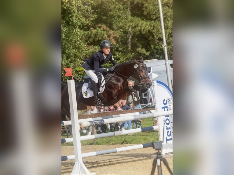 Pony tedesco Giumenta 8 Anni 148 cm in Großhennersdorf