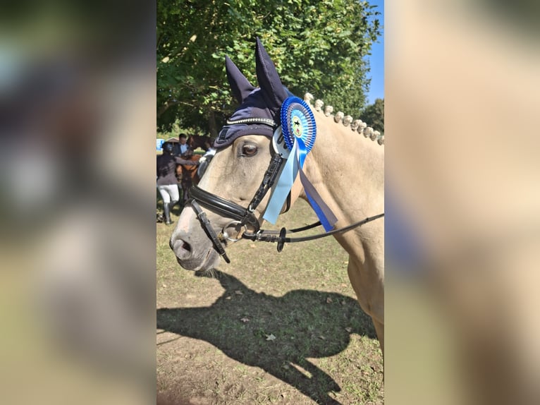 Pony tedesco Giumenta 8 Anni 148 cm Palomino in Gröningen