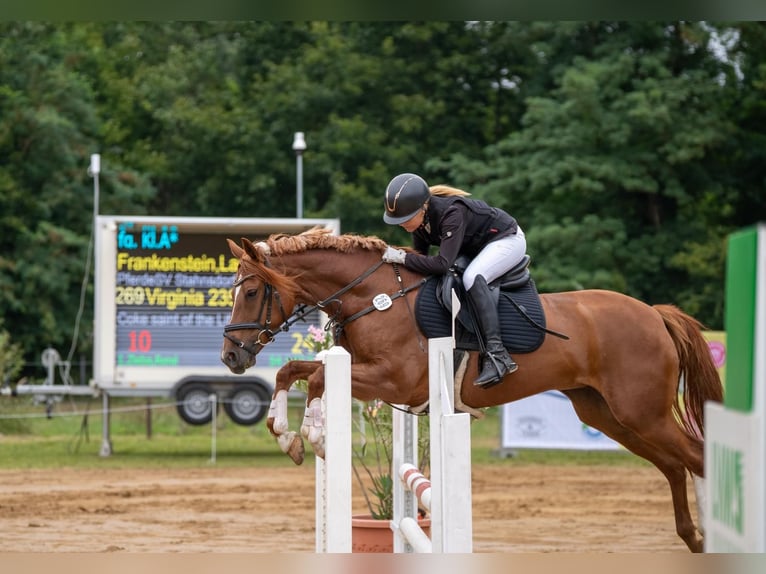 Pony tedesco Giumenta 8 Anni 148 cm Sauro in Stahnsdorf