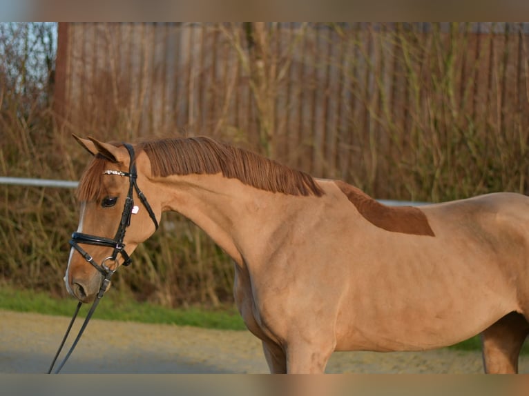 Pony tedesco Giumenta 8 Anni 148 cm Sauro in Geilenkirchen