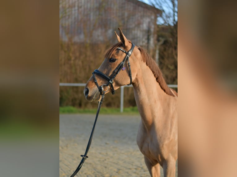 Pony tedesco Giumenta 8 Anni 148 cm Sauro in Geilenkirchen
