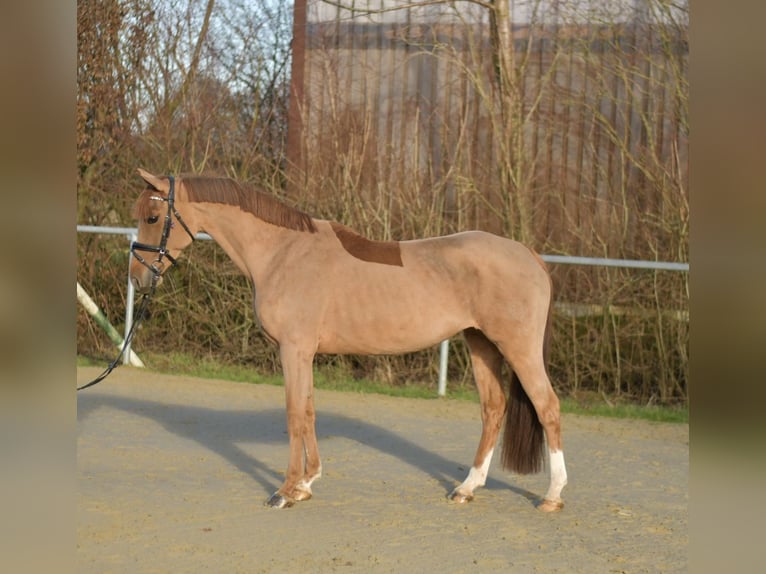 Pony tedesco Giumenta 8 Anni 148 cm Sauro in Geilenkirchen
