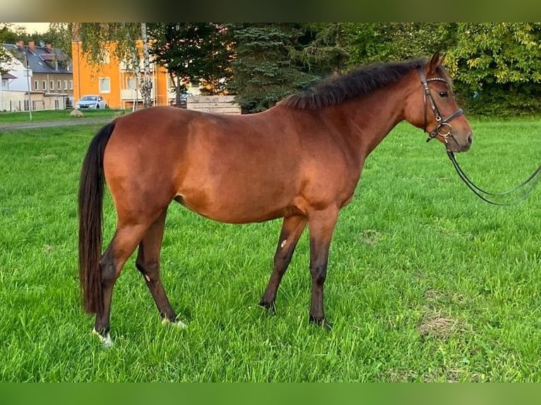 Pony tedesco Giumenta 8 Anni 149 cm Baio in Kamenz