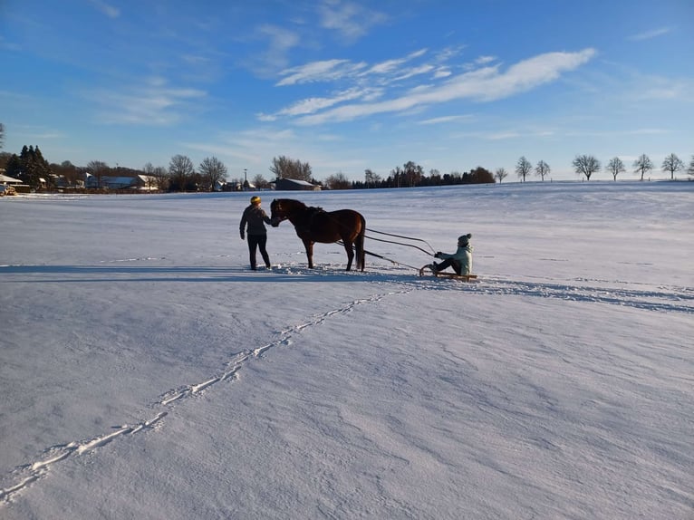Pony tedesco Giumenta 8 Anni 149 cm Baio in Kamenz