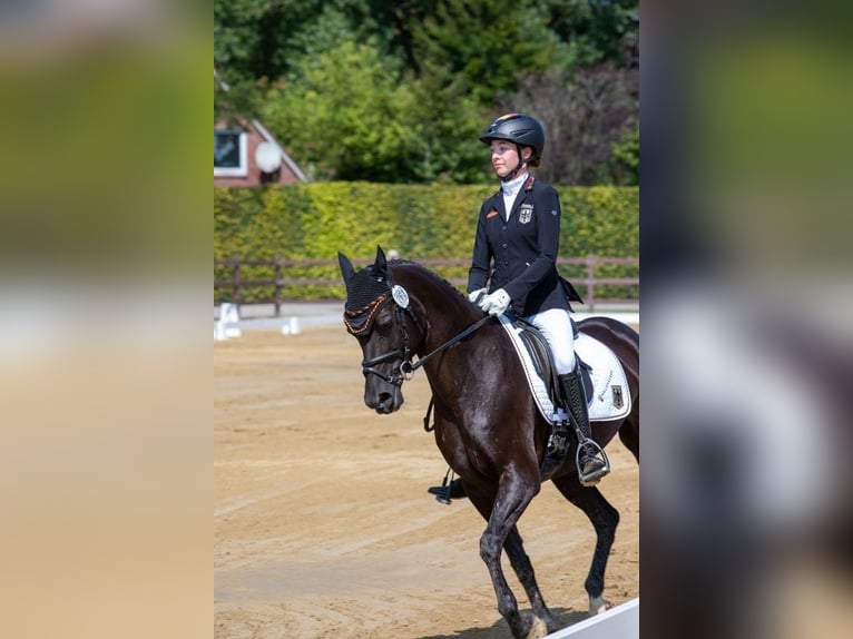 Pony tedesco Giumenta 8 Anni 149 cm Baio nero in Rhede