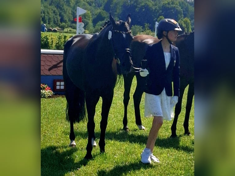 Pony tedesco Giumenta 8 Anni 149 cm Baio nero in Rhede