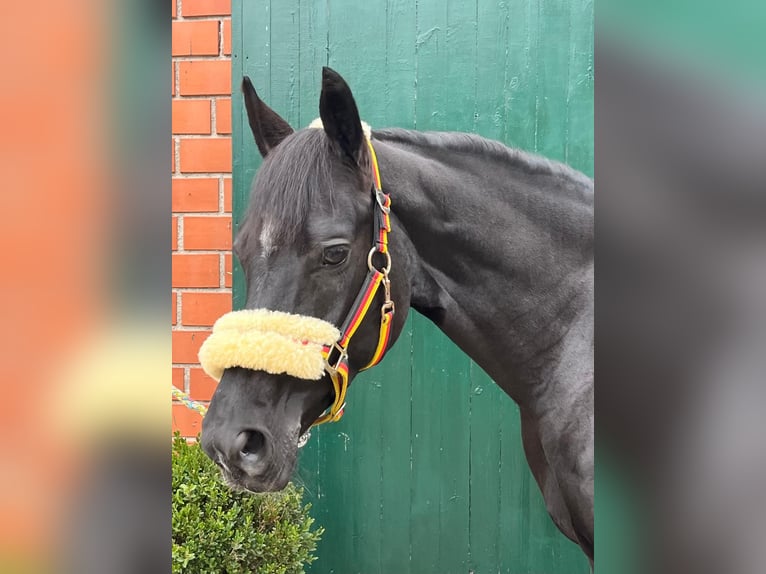 Pony tedesco Giumenta 8 Anni 149 cm Baio nero in Rhede